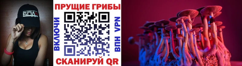 OMG как войти  Новосокольники  Галлюциногенные грибы Psilocybe 